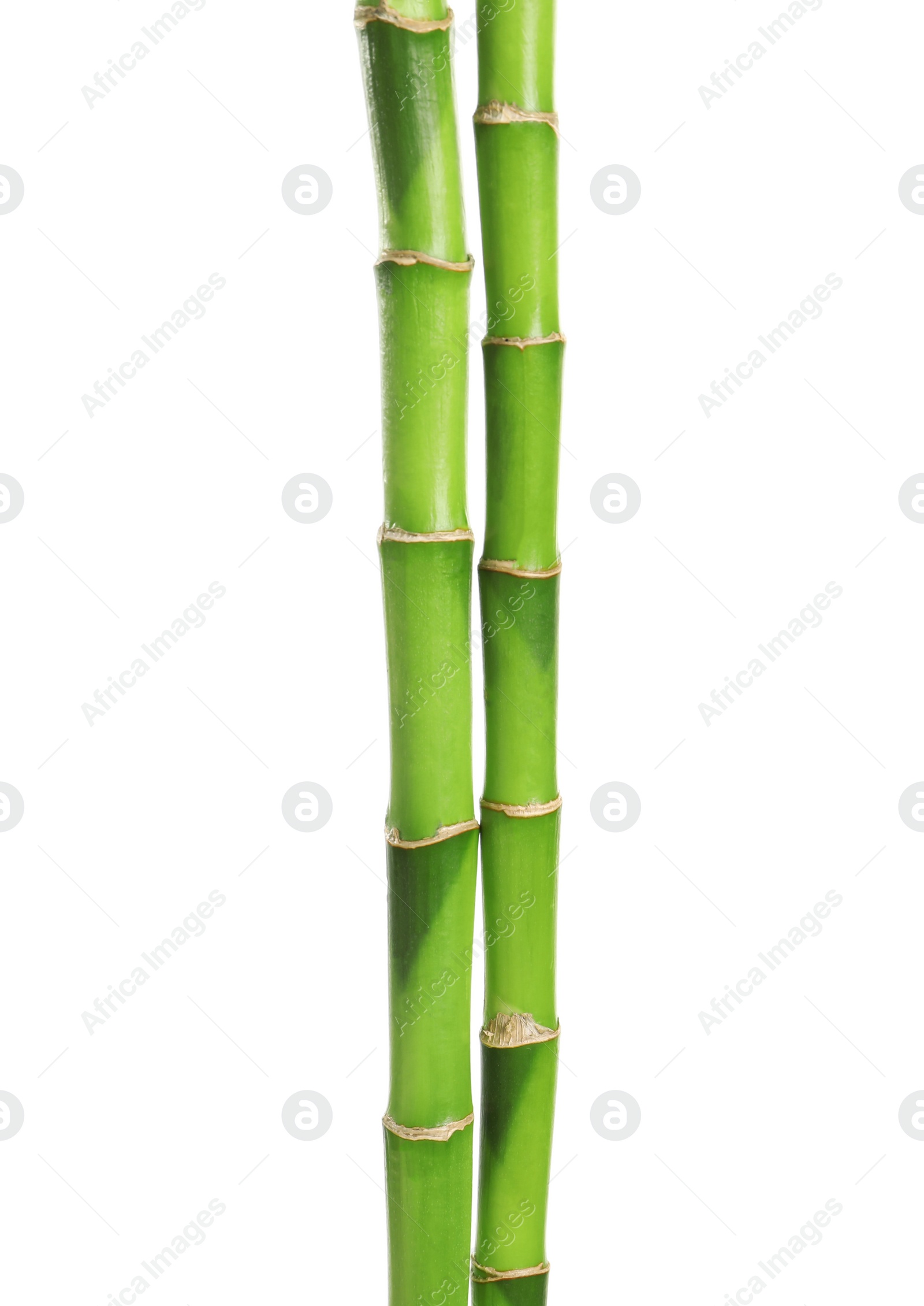 Photo of Beautiful green bamboo stems on white background