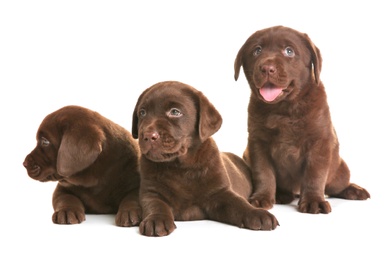 Chocolate Labrador Retriever puppies on white background