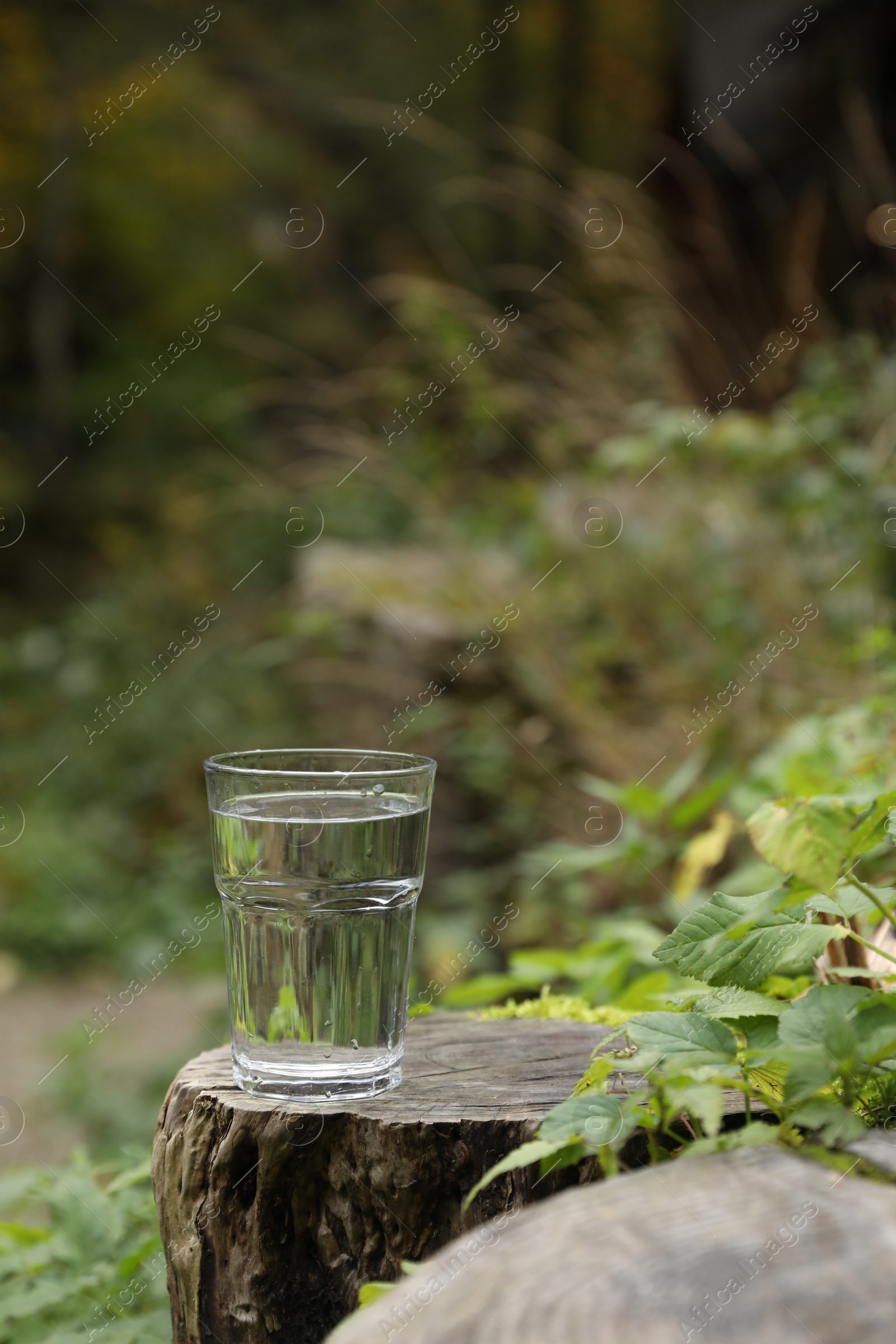 Photo of Glass of fresh water on stump in forest. Space for text