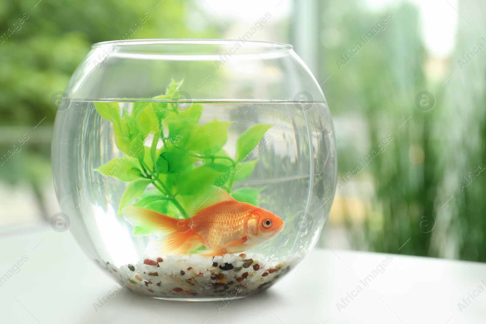 Photo of Beautiful bright small goldfish in round glass aquarium on table indoors