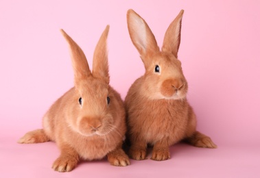 Photo of Cute bunnies on pink background. Easter symbol