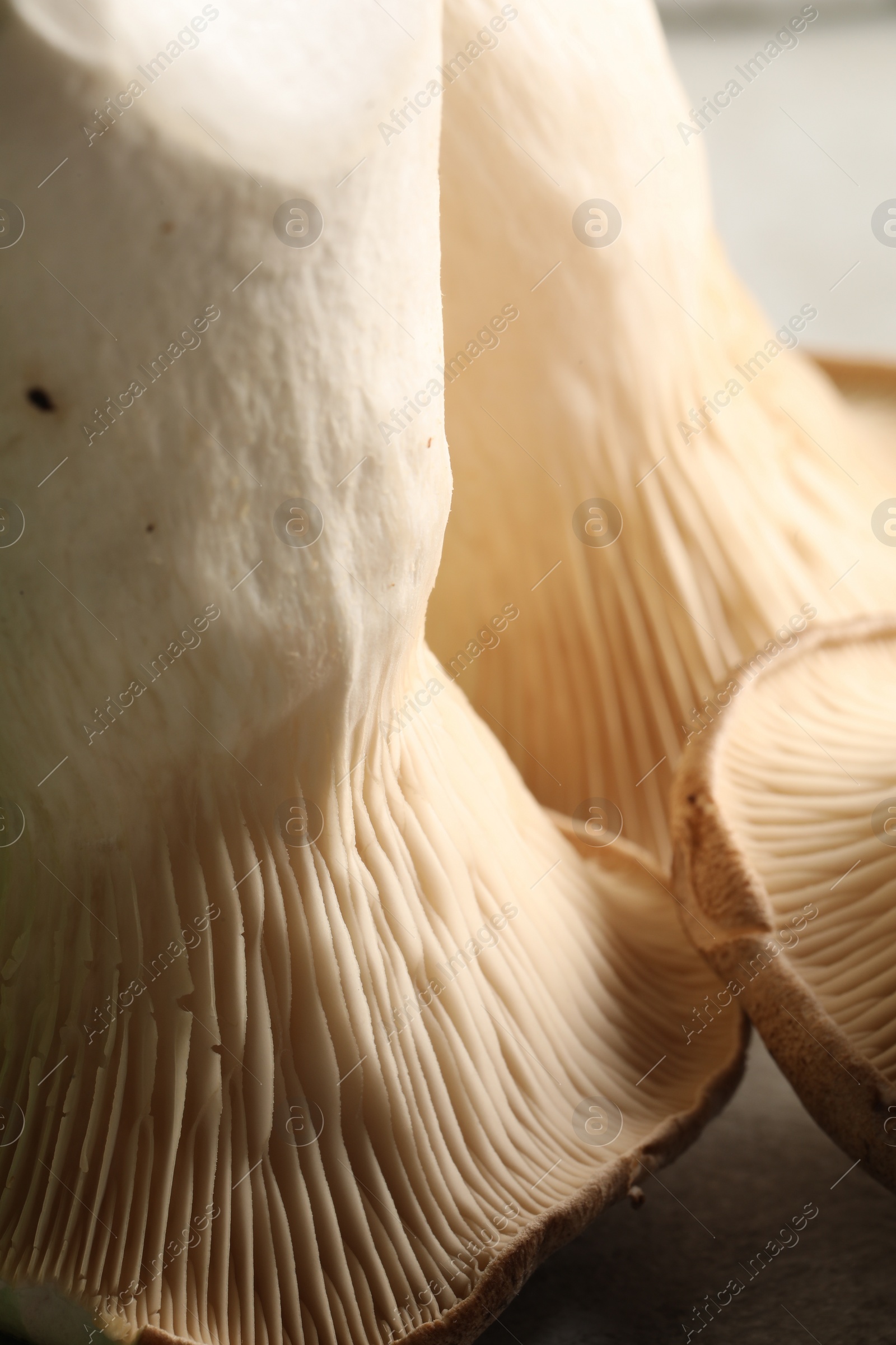 Photo of Fresh oyster mushrooms on blurred background, macro view