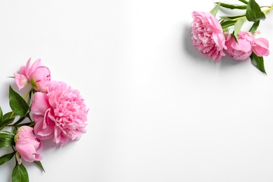 Beautiful fragrant peony flowers on white background