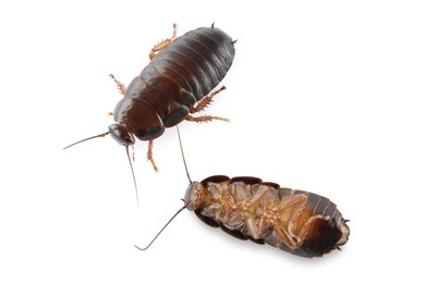 Image of Two brown cockroaches on white background. Pest control