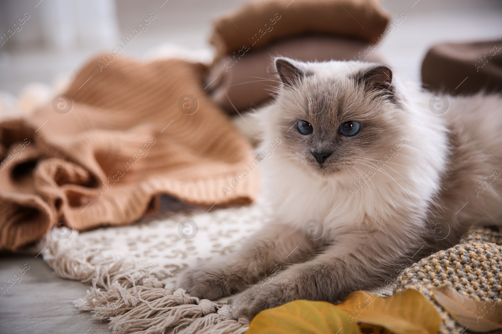 Photo of Cute cat lying on floor at home. Warm and cozy winter