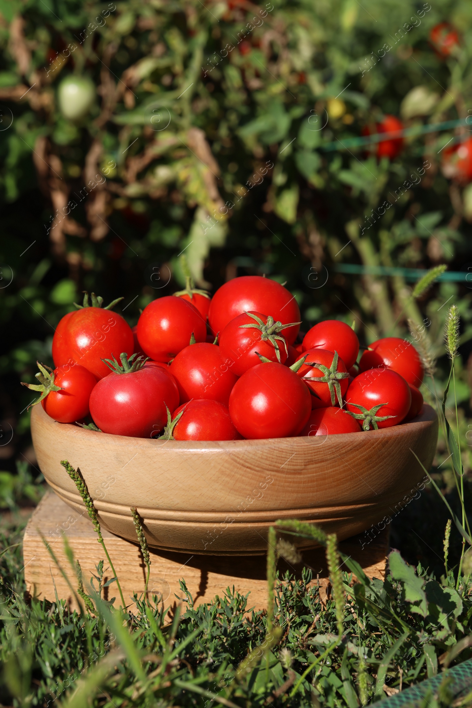 Photo of Wooden bowl of ripe tomatoes on green grass outdoors