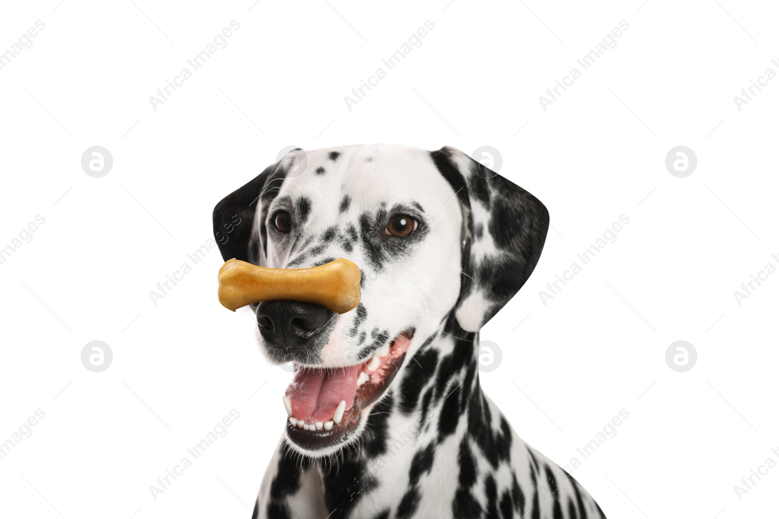 Image of Cute Dalmatian dog with chew bone on nose against white background