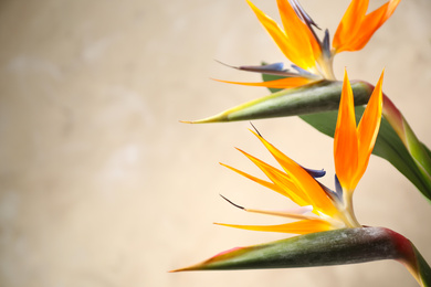 Photo of Bird of Paradise tropical flowers on beige background, closeup. Space for text