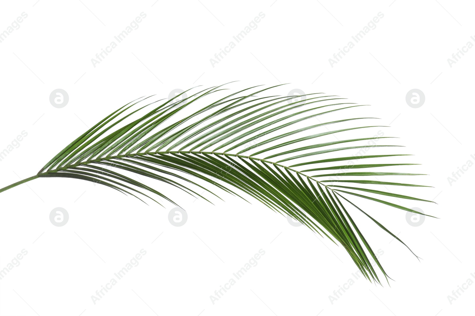 Photo of Beautiful lush tropical leaf isolated on white