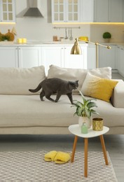 Photo of Modern living room interior. Adorable grey British Shorthair cat on couch