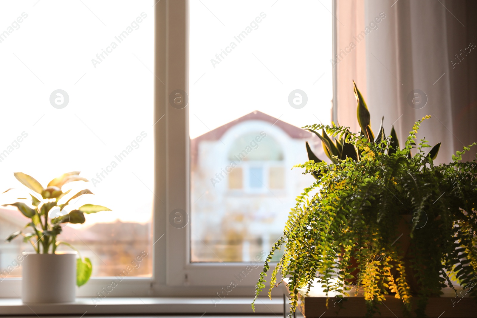 Photo of Beautiful potted plants at home. Space for text