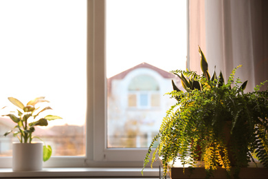 Photo of Beautiful potted plants at home. Space for text