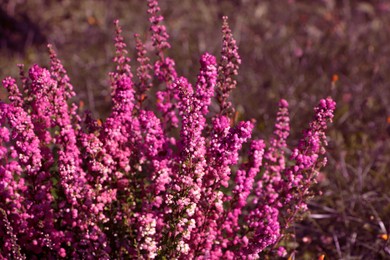 Photo of Heather shrub with beautiful blooming flowers outdoors on sunny day, closeup