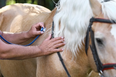 Photo of Senior veterinarian examining palomino horse, closeup