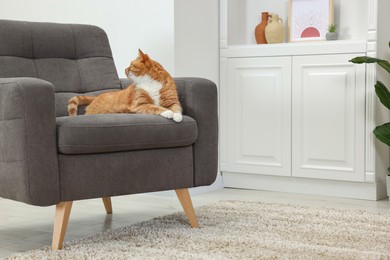 Photo of Cute ginger cat lying on armchair at home. Space for text