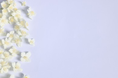 Photo of Beautiful jasmine flowers on white background, flat lay. Space for text