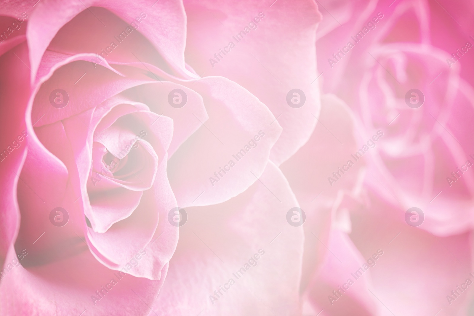 Image of Beautiful delicate flower, closeup. Floral decor in vintage style 