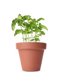 Green basil in clay pot isolated on white