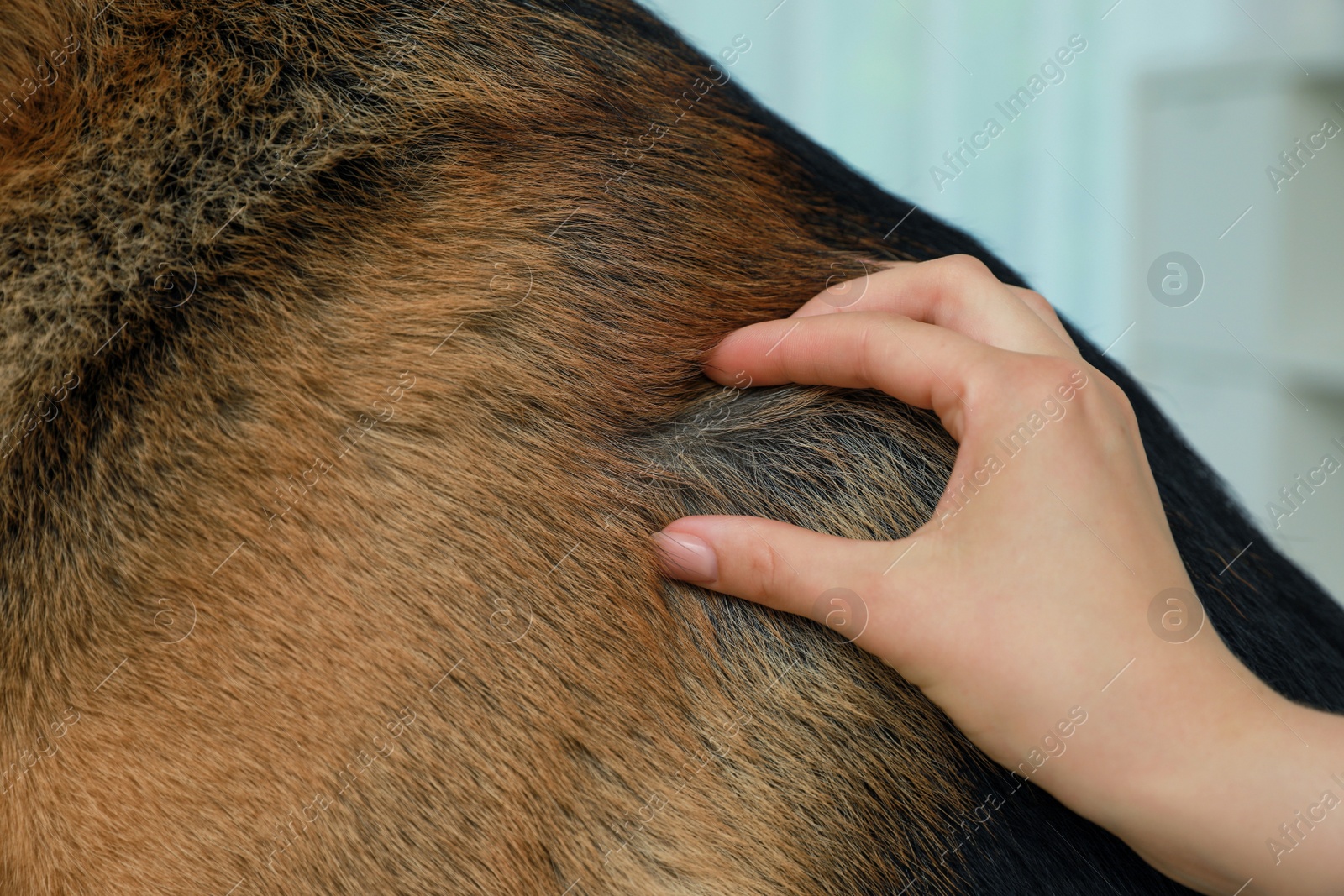 Photo of Woman checking dog's skin for ticks, closeup