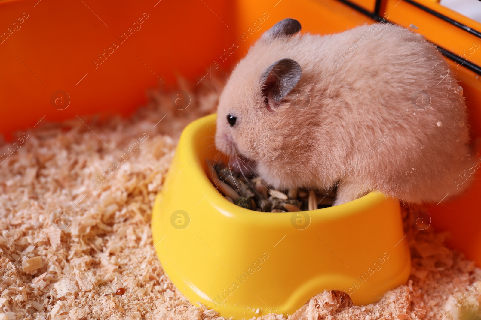 Photo of Cute little fluffy hamster eating in cage