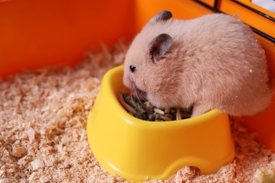 Photo of Cute little fluffy hamster eating in cage