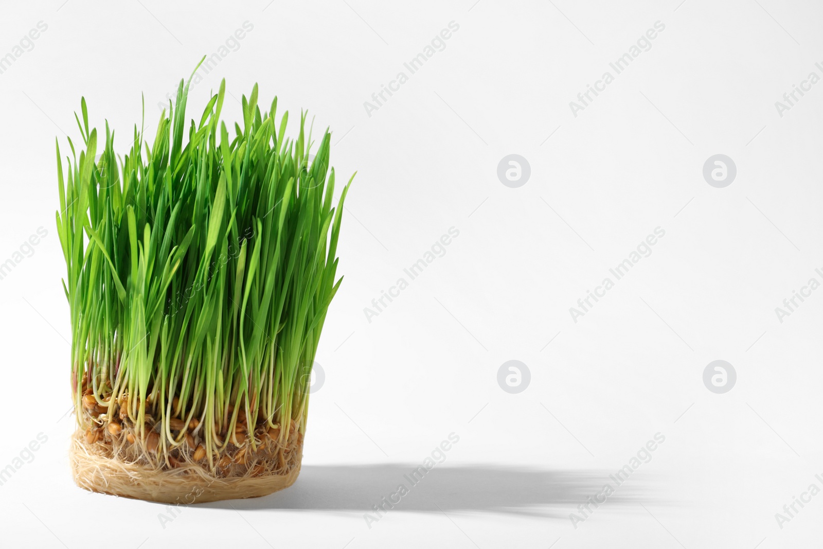 Photo of Sprouted wheat grass seeds on white background, space for text