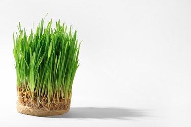 Photo of Sprouted wheat grass seeds on white background, space for text