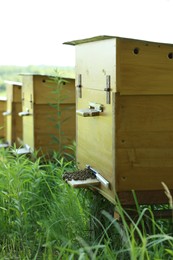 Photo of Many beautiful wooden beehives at outdoor apiary