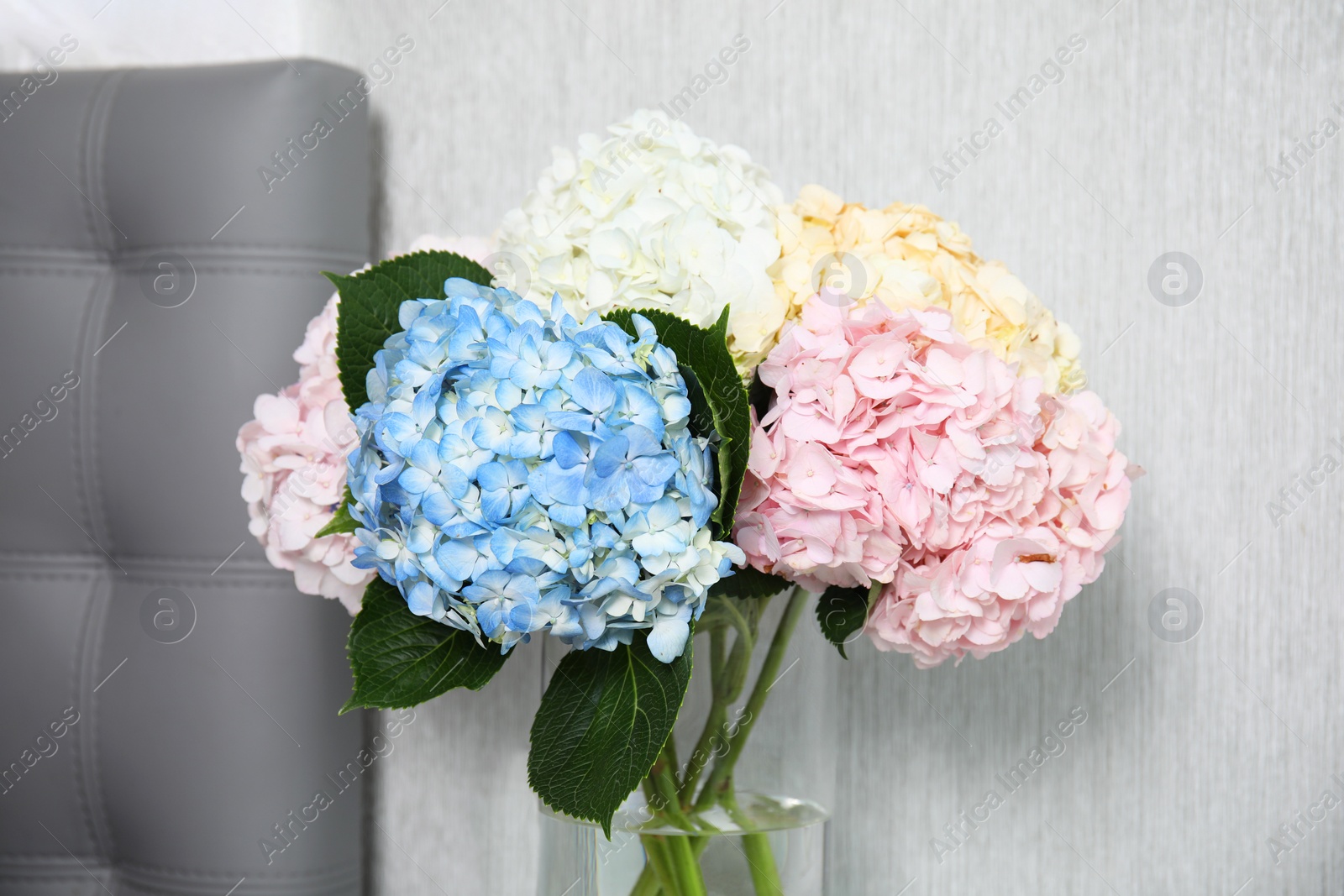 Photo of Beautiful hydrangea flowers in vase indoors, closeup