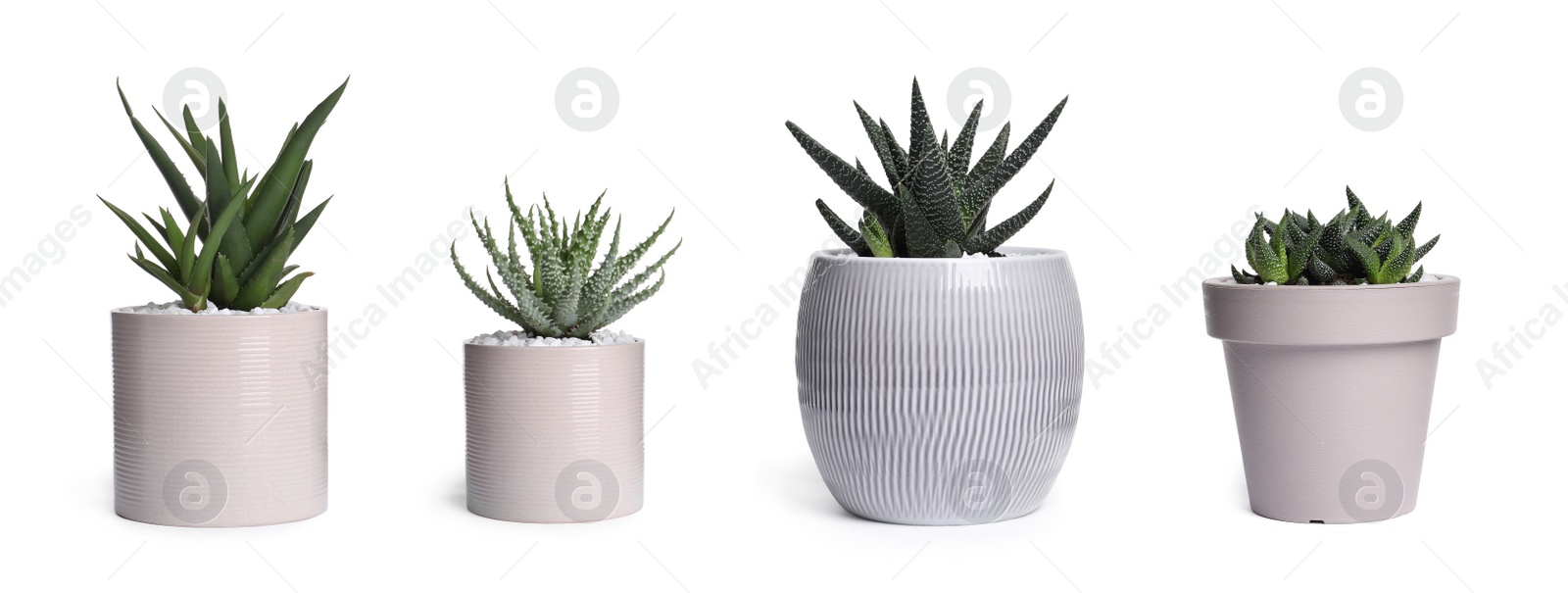 Image of Set with different beautiful houseplants on white background. Banner design