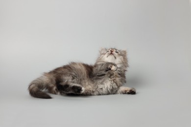 Cute kitten on light grey background. Space for text