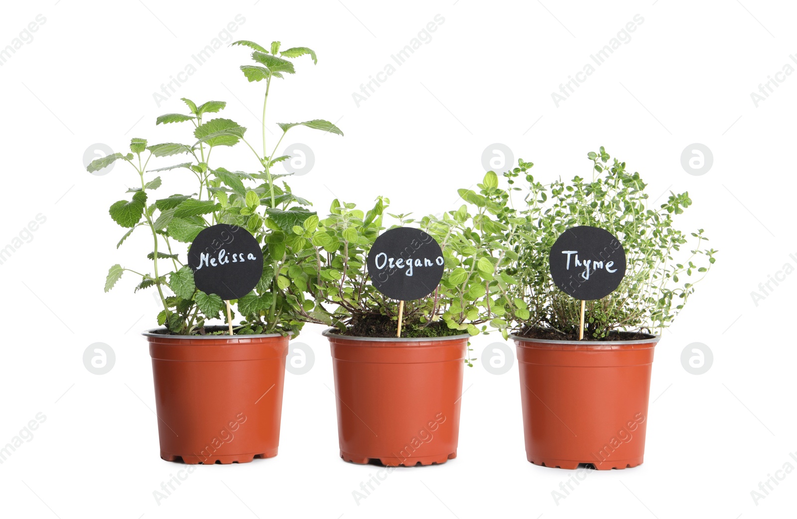 Photo of Different aromatic potted herbs isolated on white