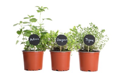 Different aromatic potted herbs isolated on white