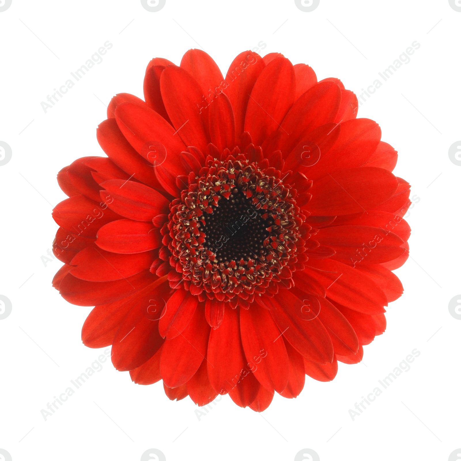 Photo of Beautiful red gerbera flower on white background