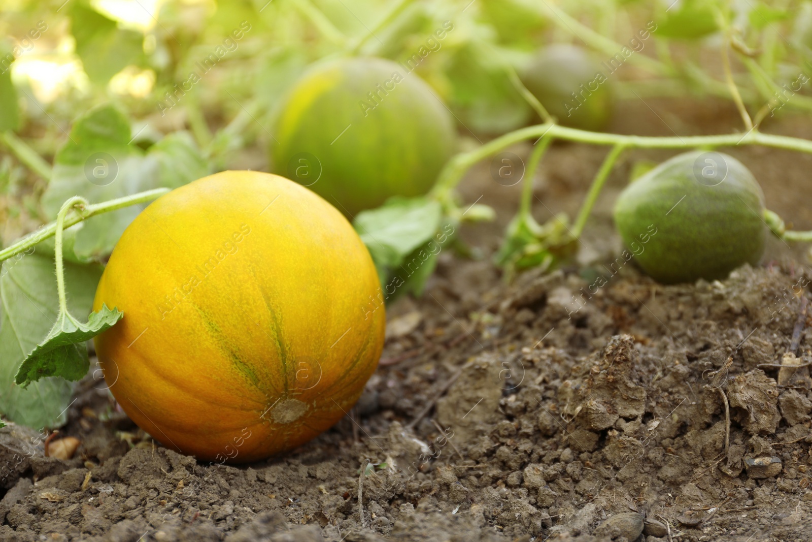 Photo of Fresh ripe juicy melon growing in field