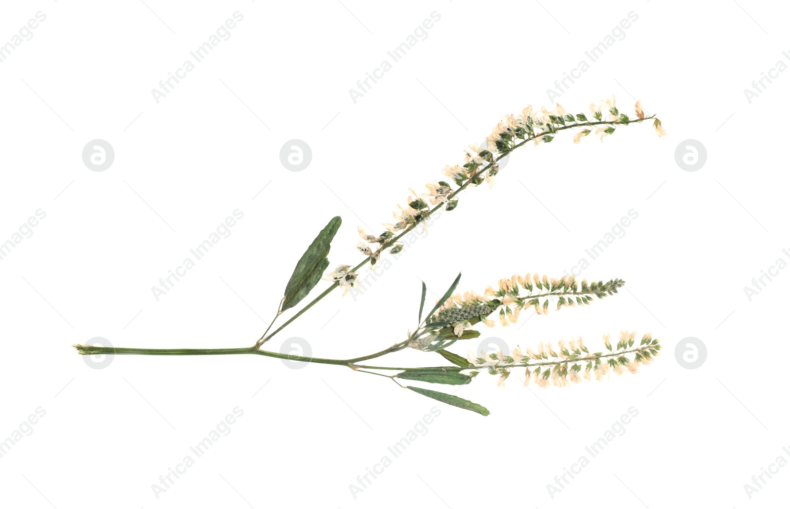 Photo of Dried meadow flowers on white background, top view