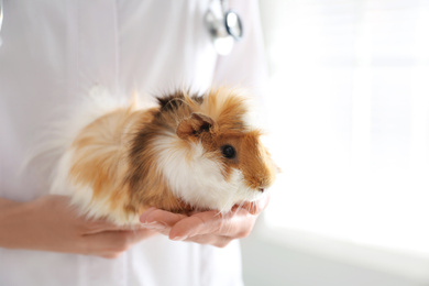 Female veterinarian examining guinea pig in clinic, closeup