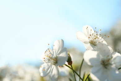 Blossoming cherry tree, closeup