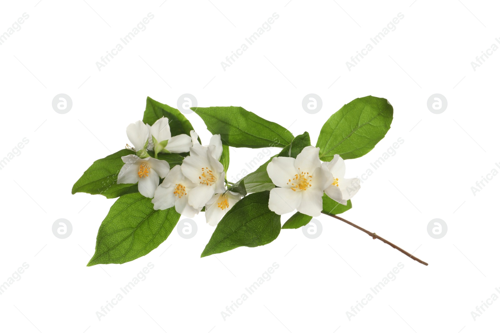 Photo of Branch of beautiful jasmine plant on white background