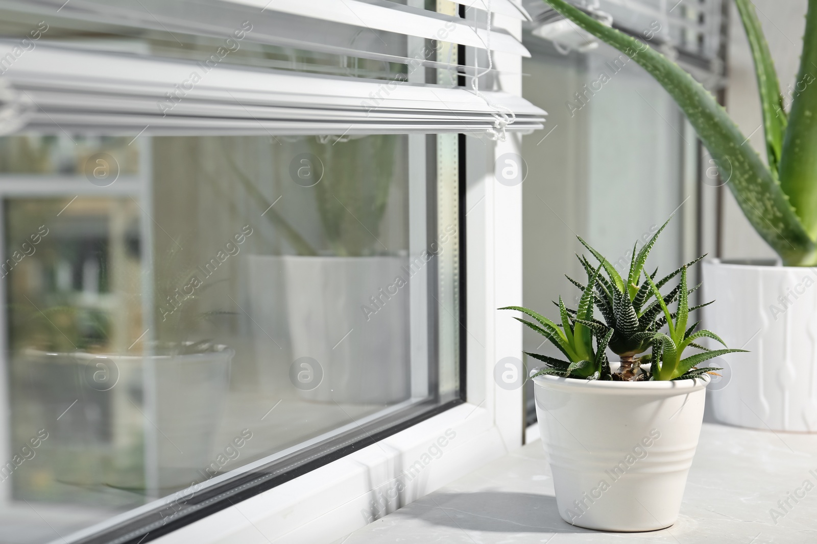 Photo of Potted aloe vera plant on windowsill in room. Space for text