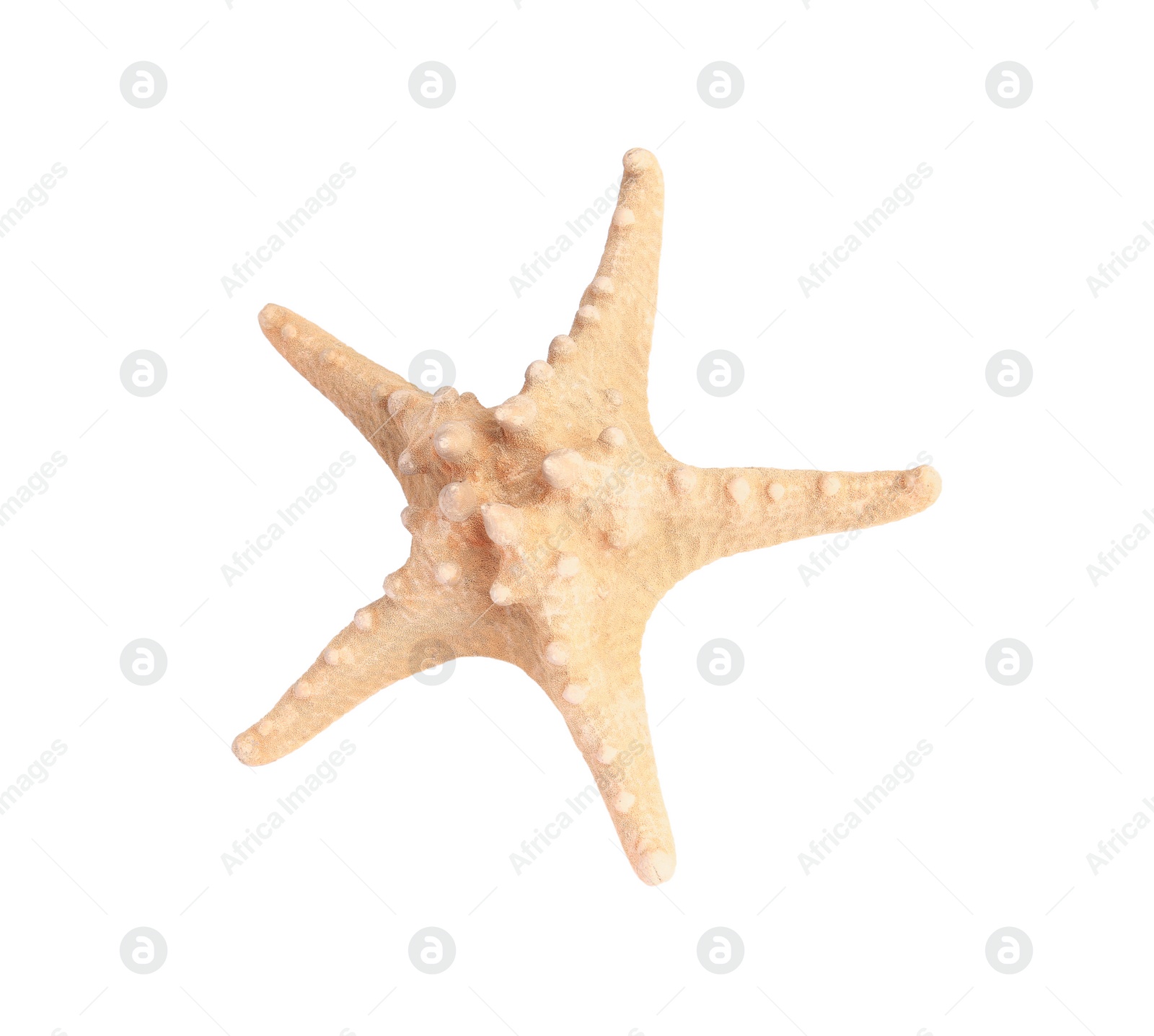 Photo of Beautiful sea star (starfish) isolated on white