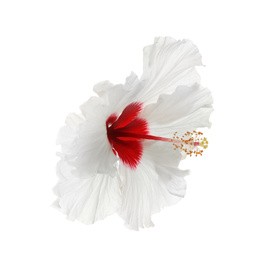 Photo of Beautiful tropical hibiscus flower isolated on white