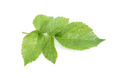 Stem with green raspberry leaves isolated on white