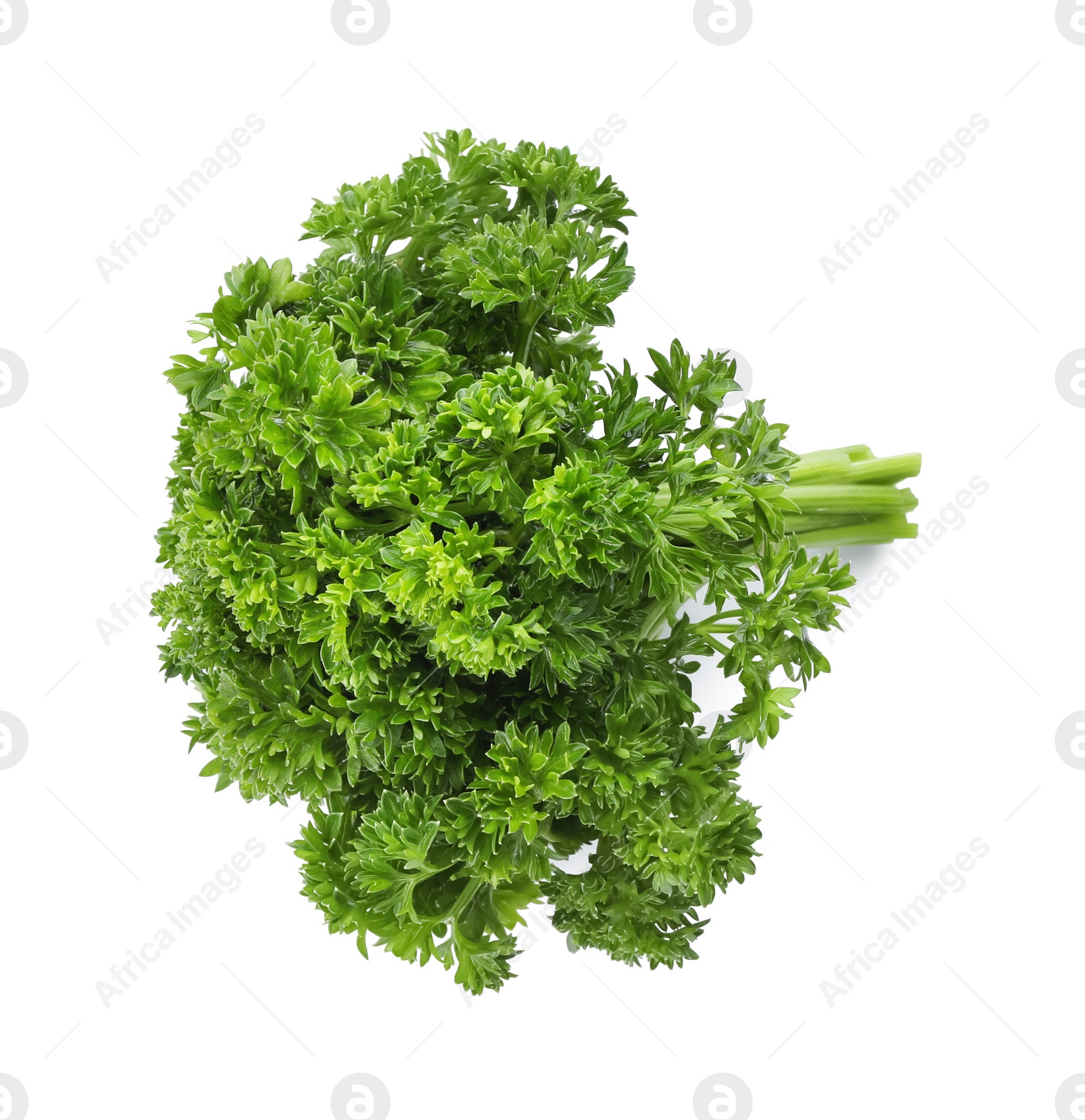 Photo of Bunch of fresh green parsley on white background