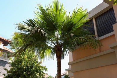 Photo of Beautiful palm tree with green leaves near buildings outdoors