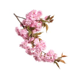 Photo of Beautiful sakura tree branch with pink flowers isolated on white