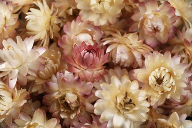 Many dried strawflowers as background, closeup view