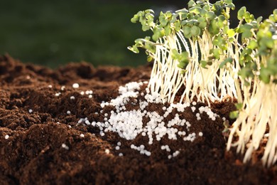 Photo of Young microgreens growing in soil with granulated fertilizer outdoors, closeup. Space for text