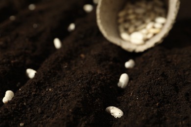 Photo of White beans in fertile soil, closeup. Vegetable seeds