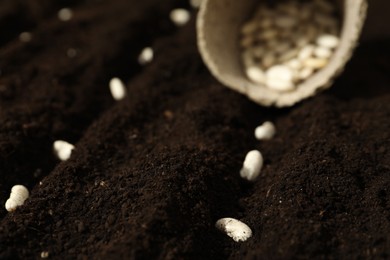 White beans in fertile soil, closeup. Vegetable seeds